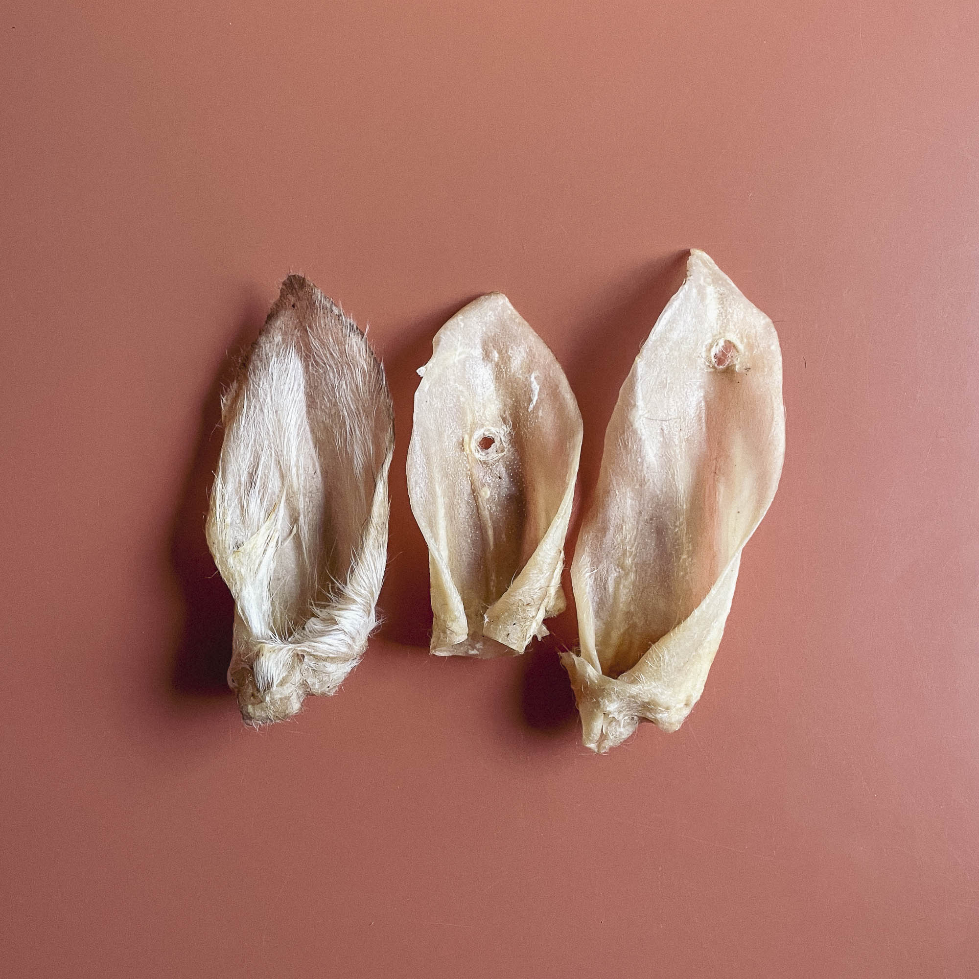 Lamb Ears Chew