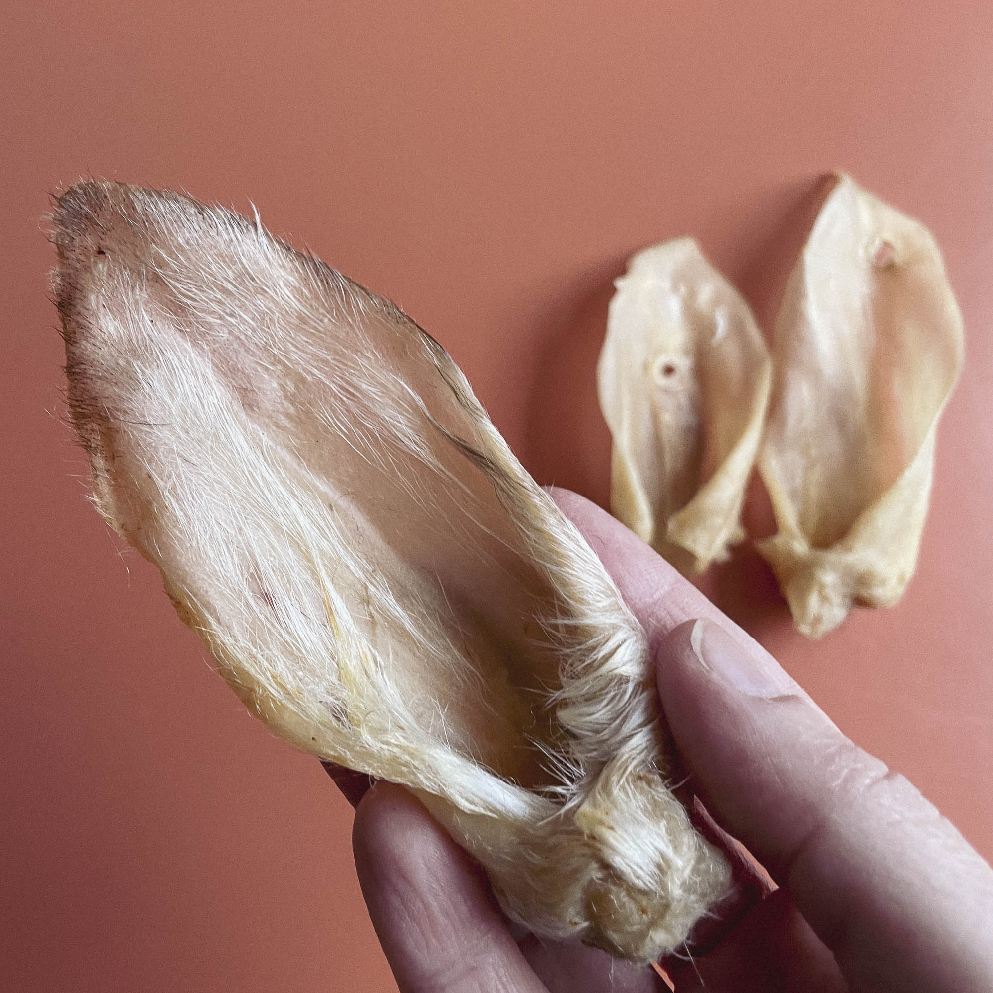 Lamb Ears Chew