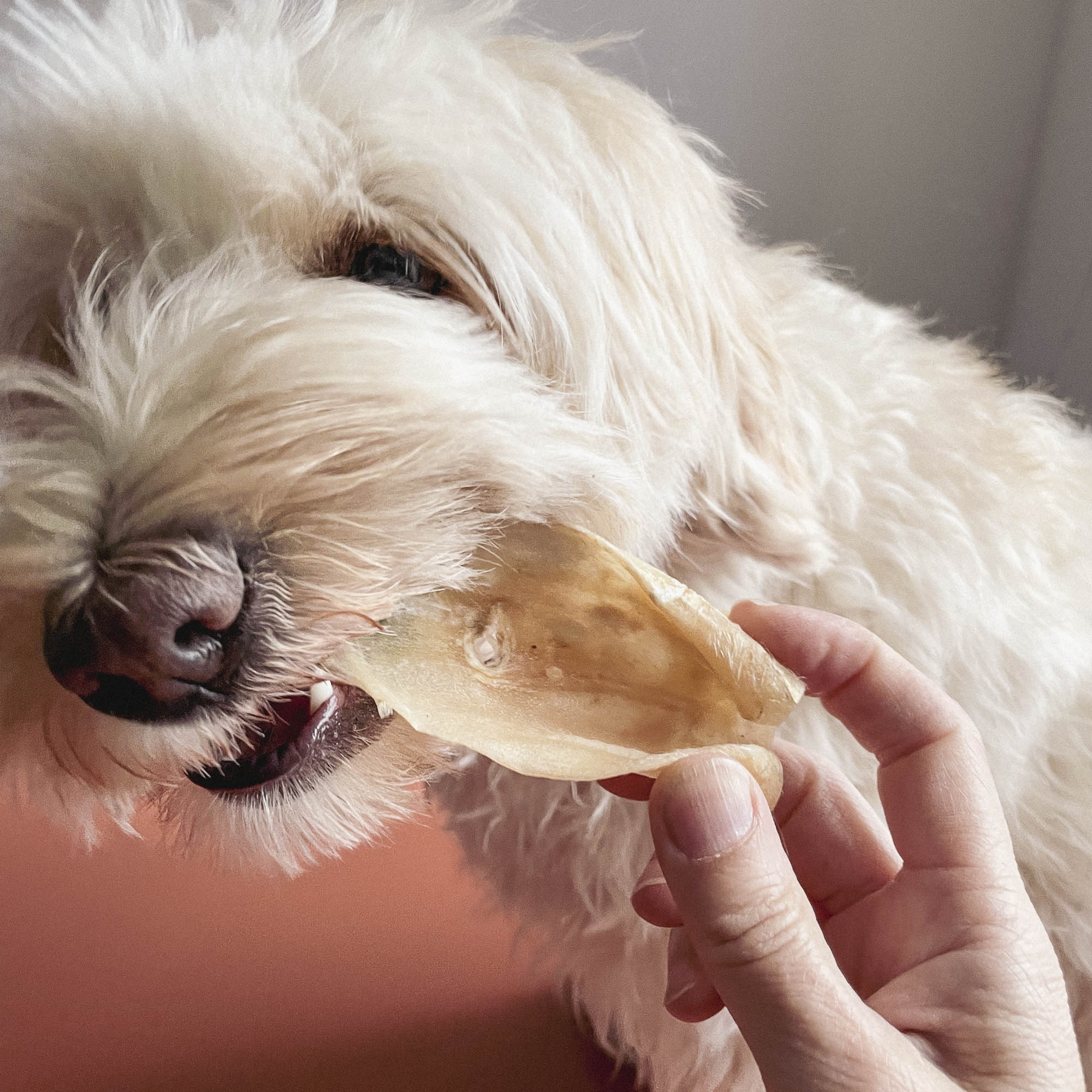 Lamb Ears Chew